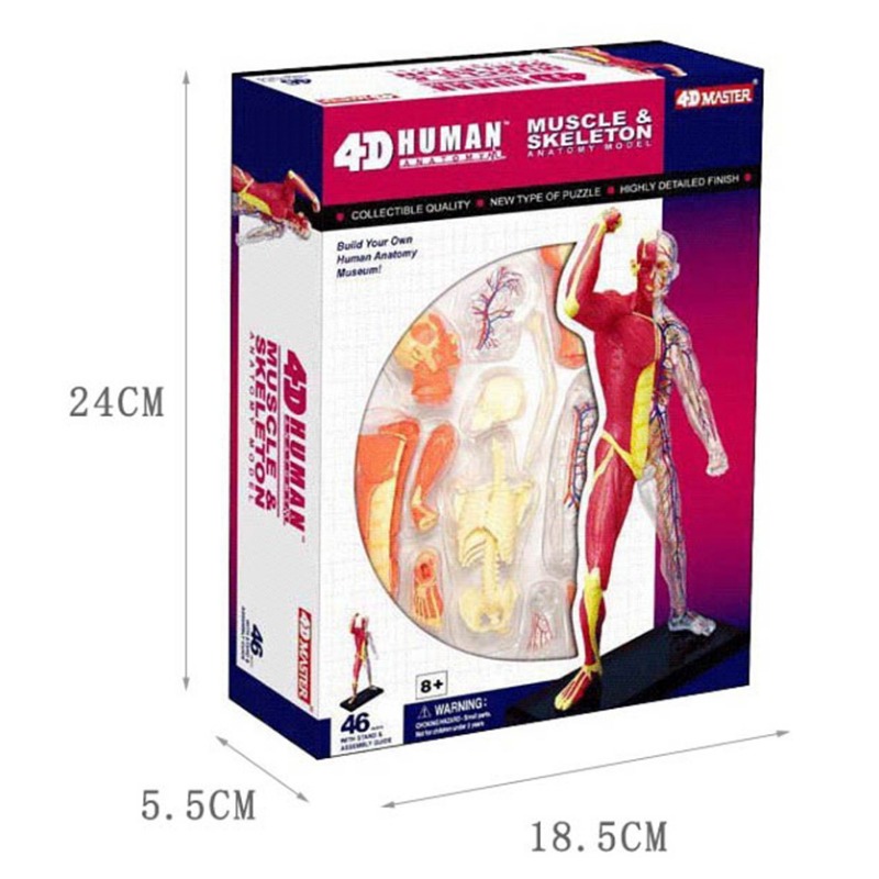 4d Master Model anatomii ludzk – Medical Lab Technology recenzja i cena