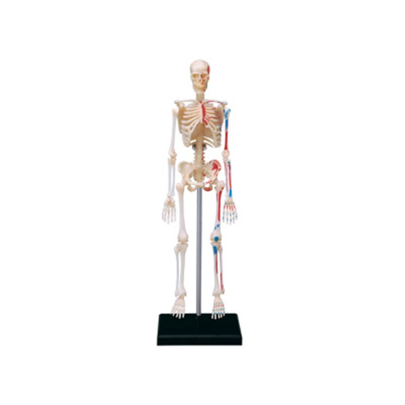 Model anatomiczny ludzkiego sz – Medical Lab Technology recenzja i cena