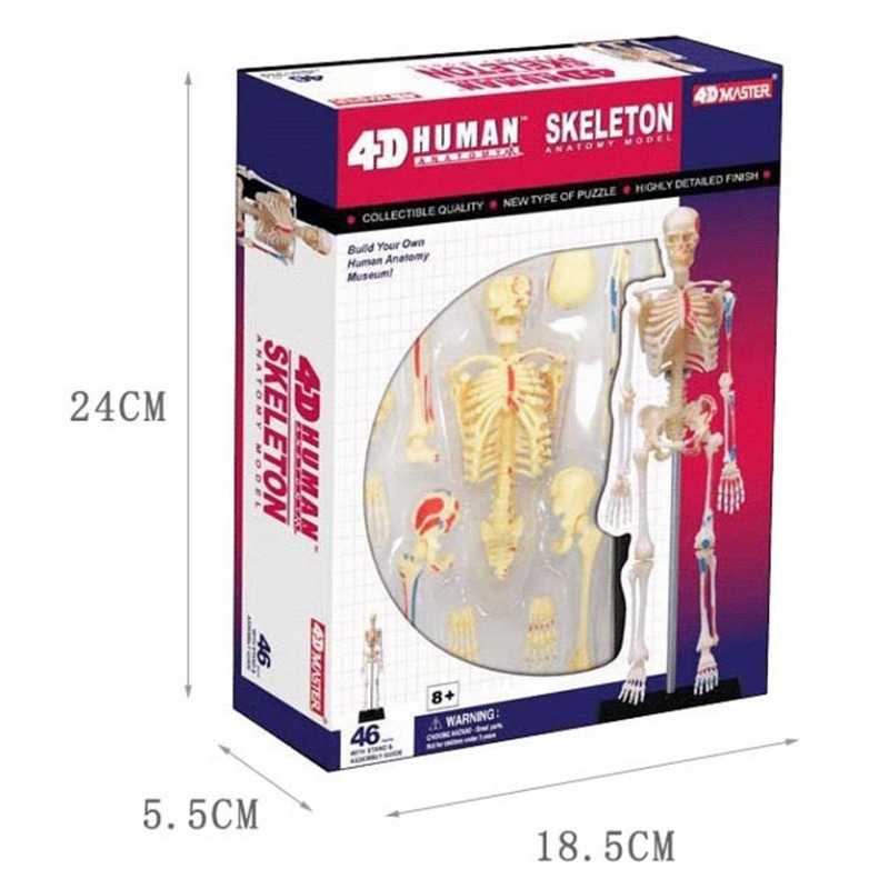 Model anatomiczny ludzkiego sz – Medical Lab Technology recenzja i cena