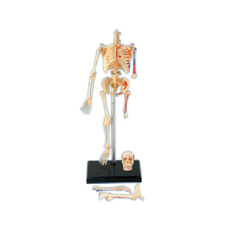 Model anatomiczny ludzkiego sz – Medical Lab Technology recenzja i cena