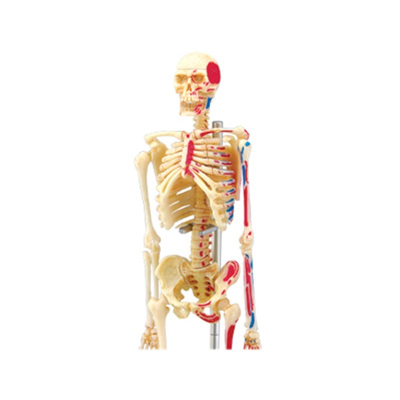 Model anatomiczny ludzkiego sz – Medical Lab Technology recenzja i cena