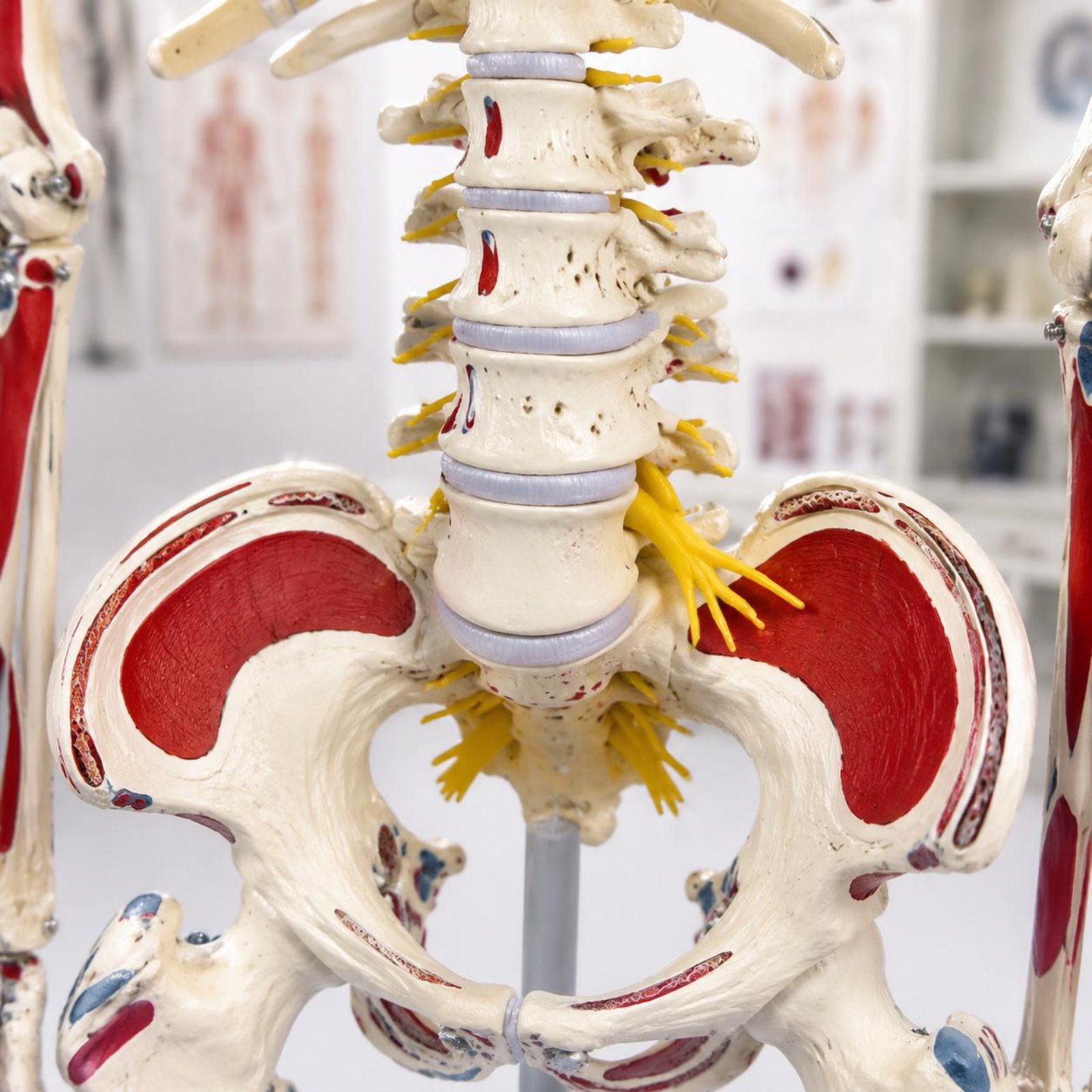 Elastyczny model kręgosłupa z  – Medical Lab Research recenzja i cena