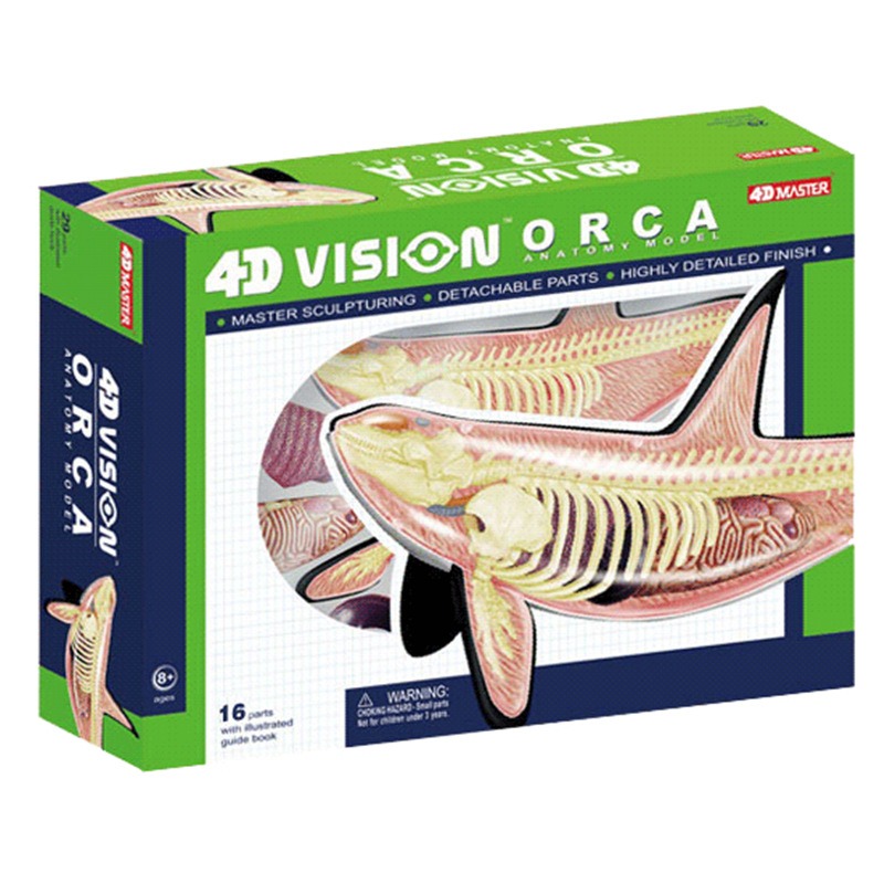Model anatomiczny kości słonio – Medical Lab Technology recenzja i cena
