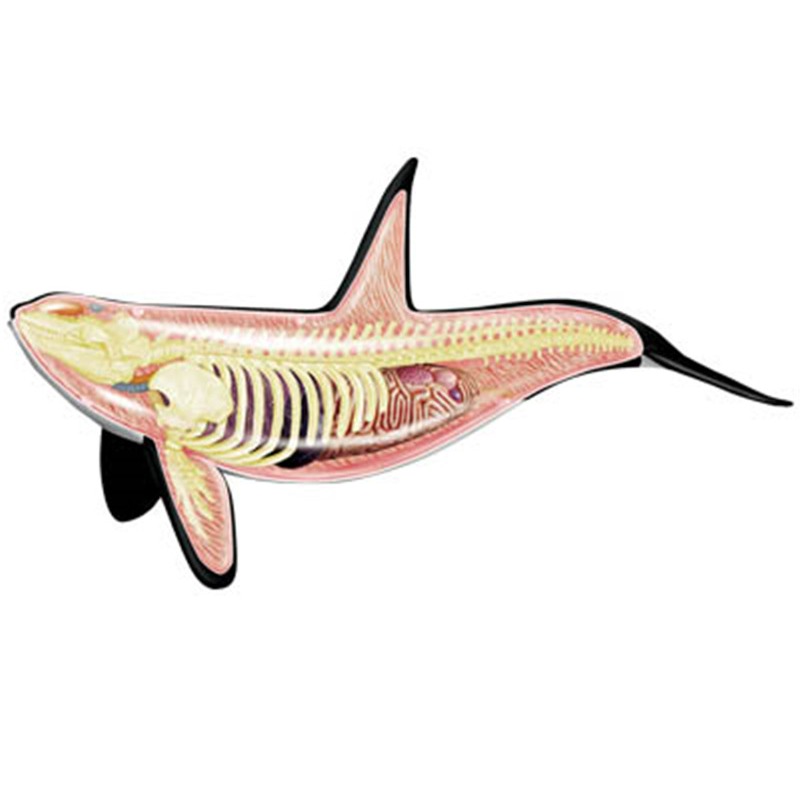 Model anatomiczny kości słonio – Medical Lab Technology recenzja i cena
