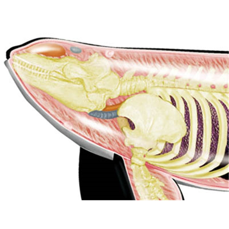 Model anatomiczny kości słonio – Medical Lab Technology recenzja i cena